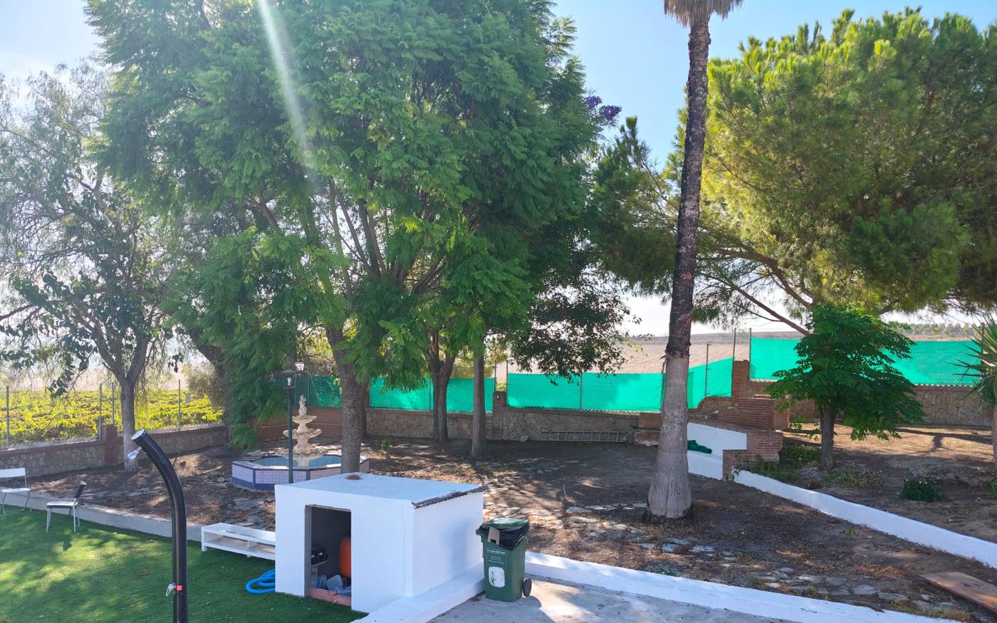 Jardín con fuente, pinos y palmeras
